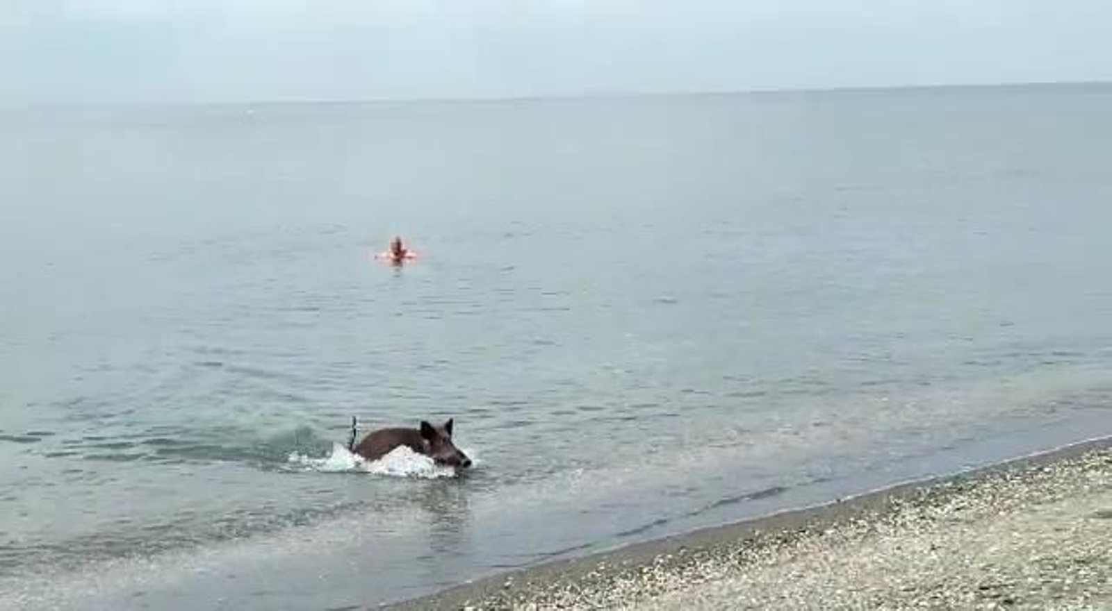 Un jabalí nadando en la playa de Benajarafe.