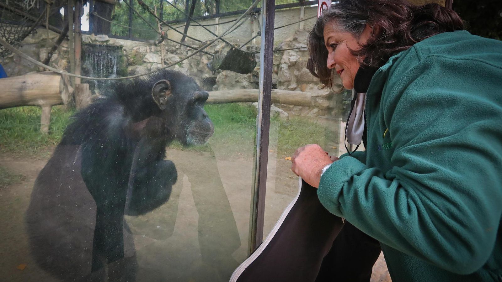La trabajadora se acerca y habla con Lulú, una chimpancé que estuvo en su casa tras ser rescatada por el Seprona. La trabajadora se acerca y habla con Lulú, una chimpancé que estuvo en su casa tras ser rescatada por el Seprona.