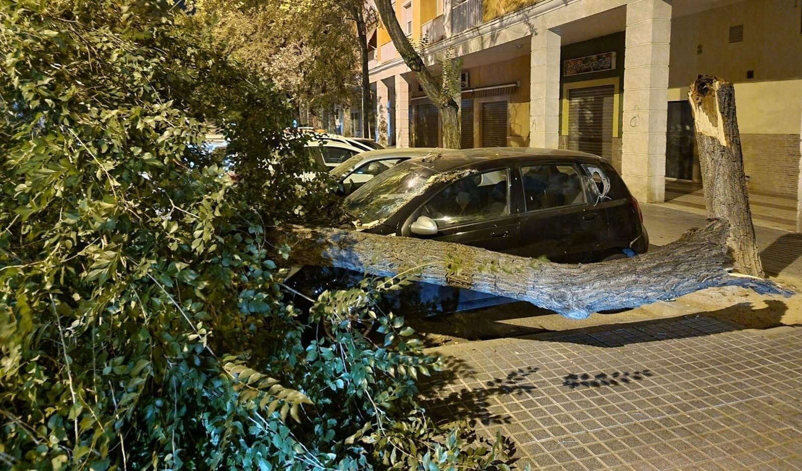 Un árbol partido desde el tronco en una calle de Córdoba.