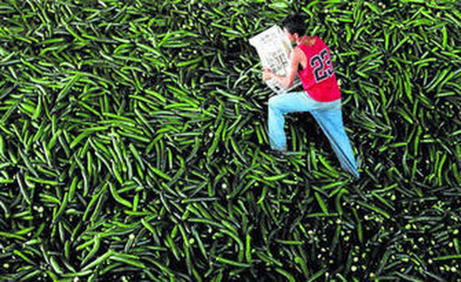 Los productores rumanos llevan también tres días tirando pepinos por el brote infeccioso de 'E. coli'.