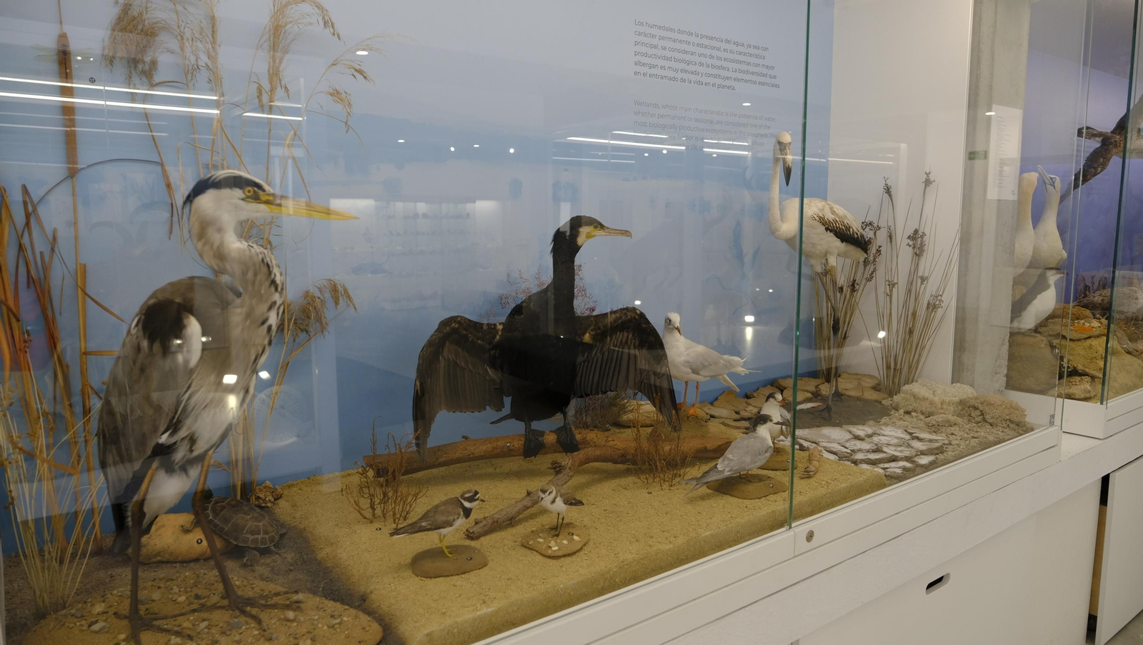 Descubre en estas fotos las maravillas que esconde el Pabellón de Historia Natural de la UAL