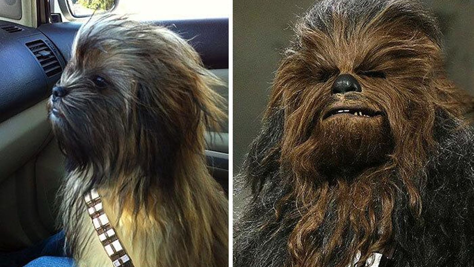 Perro chewbacca