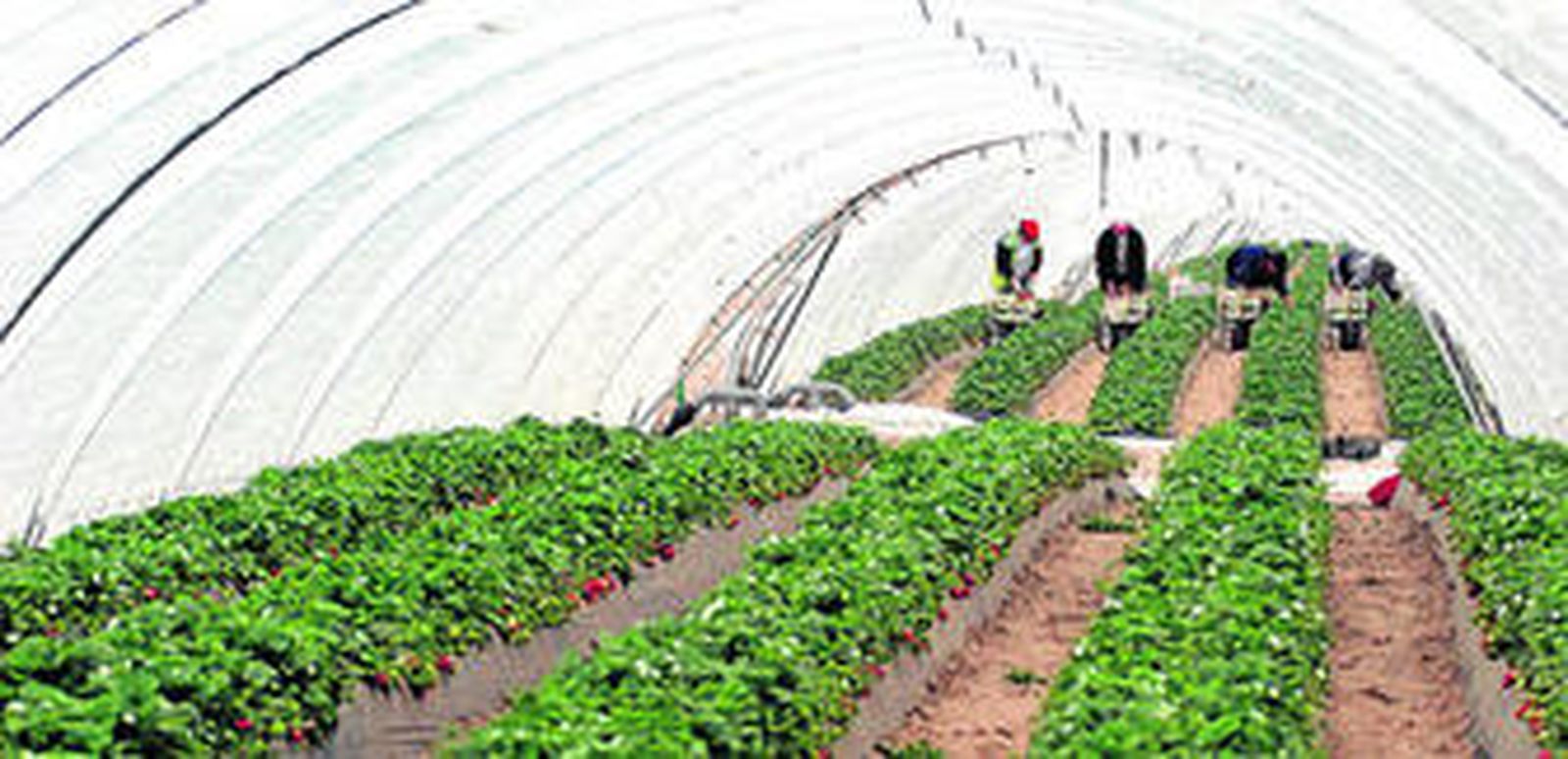 Trabajadores del campo recolectan fresa en una finca del Condado de Huelva.