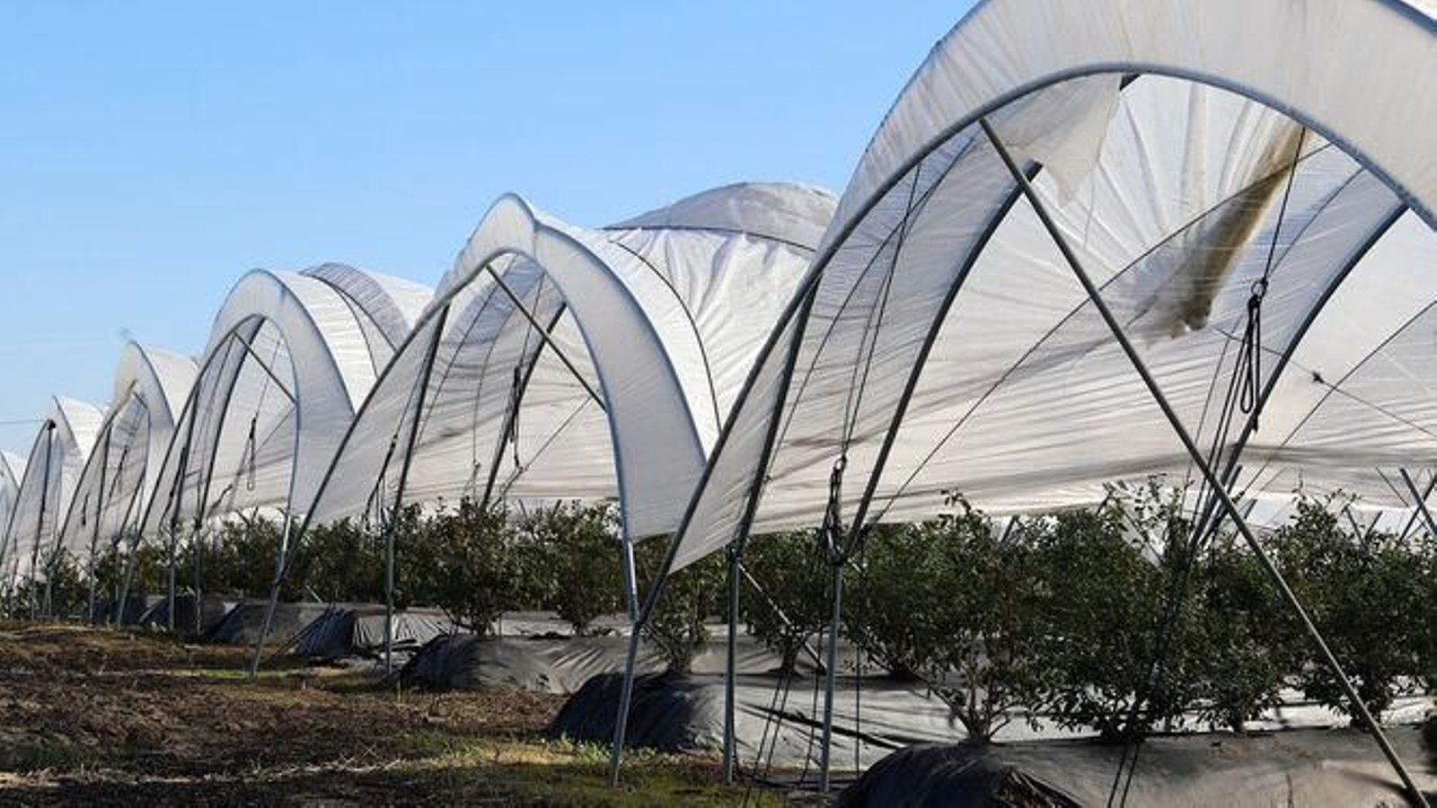 Campo de fresa en la provincia de Huelva.