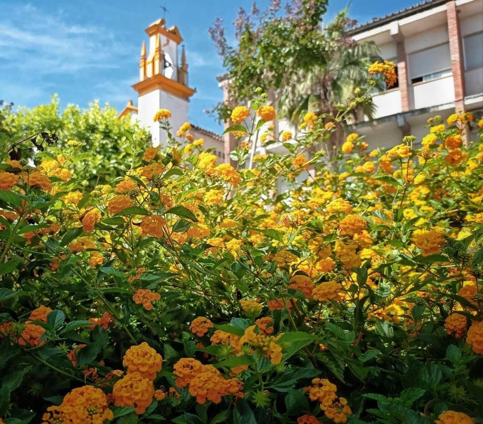Flores de octubre con la capilla de la Esperanza de fondo.