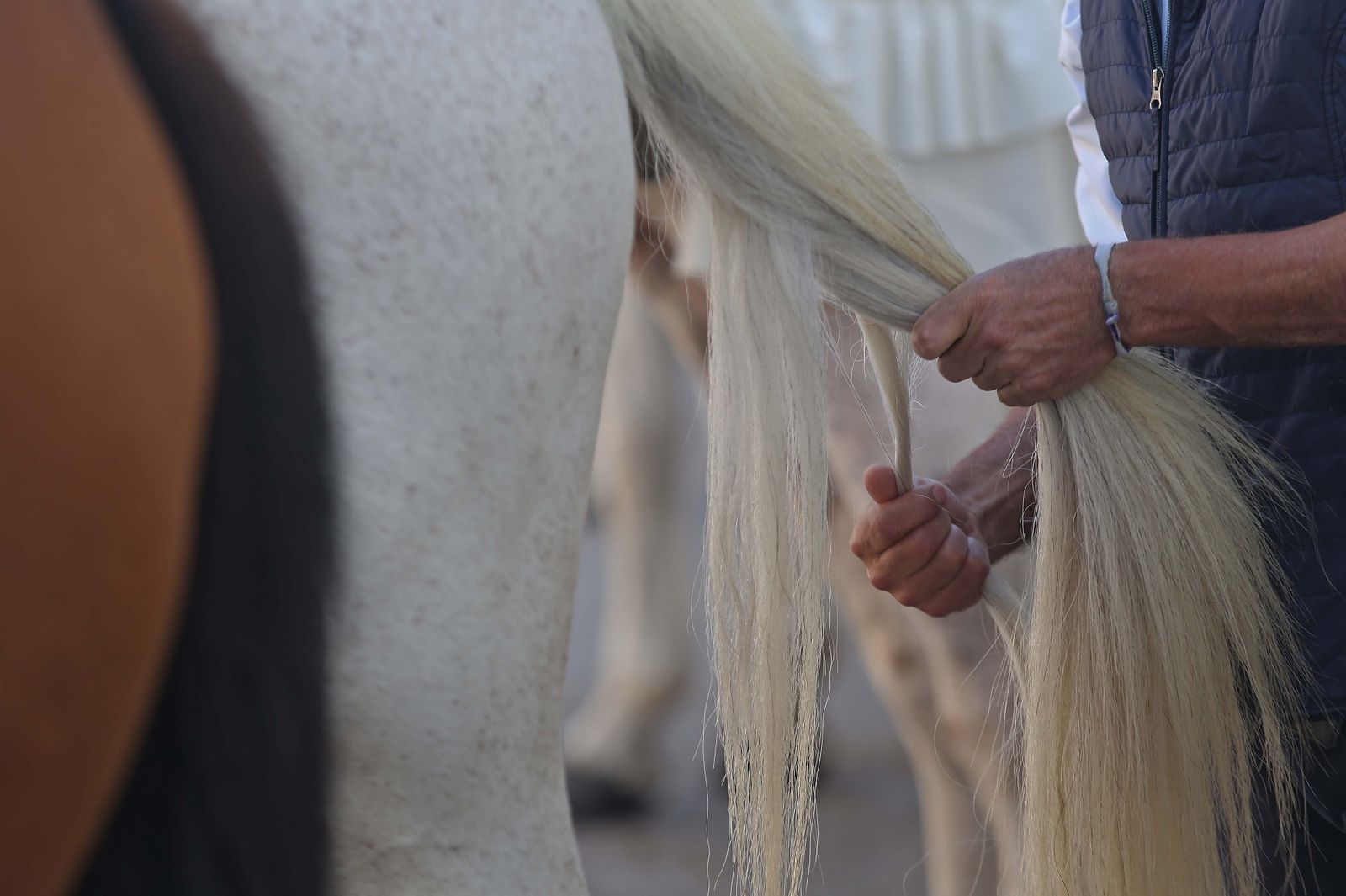 Fotos de celebración de San Isidro Labrador en Los Barrios