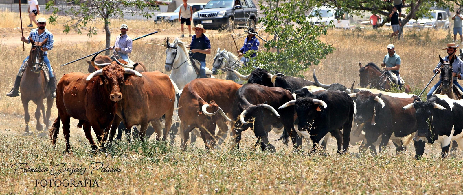 Saltos y fintas de vértigo en los encierros de Santiago de la Espada, en imágenes