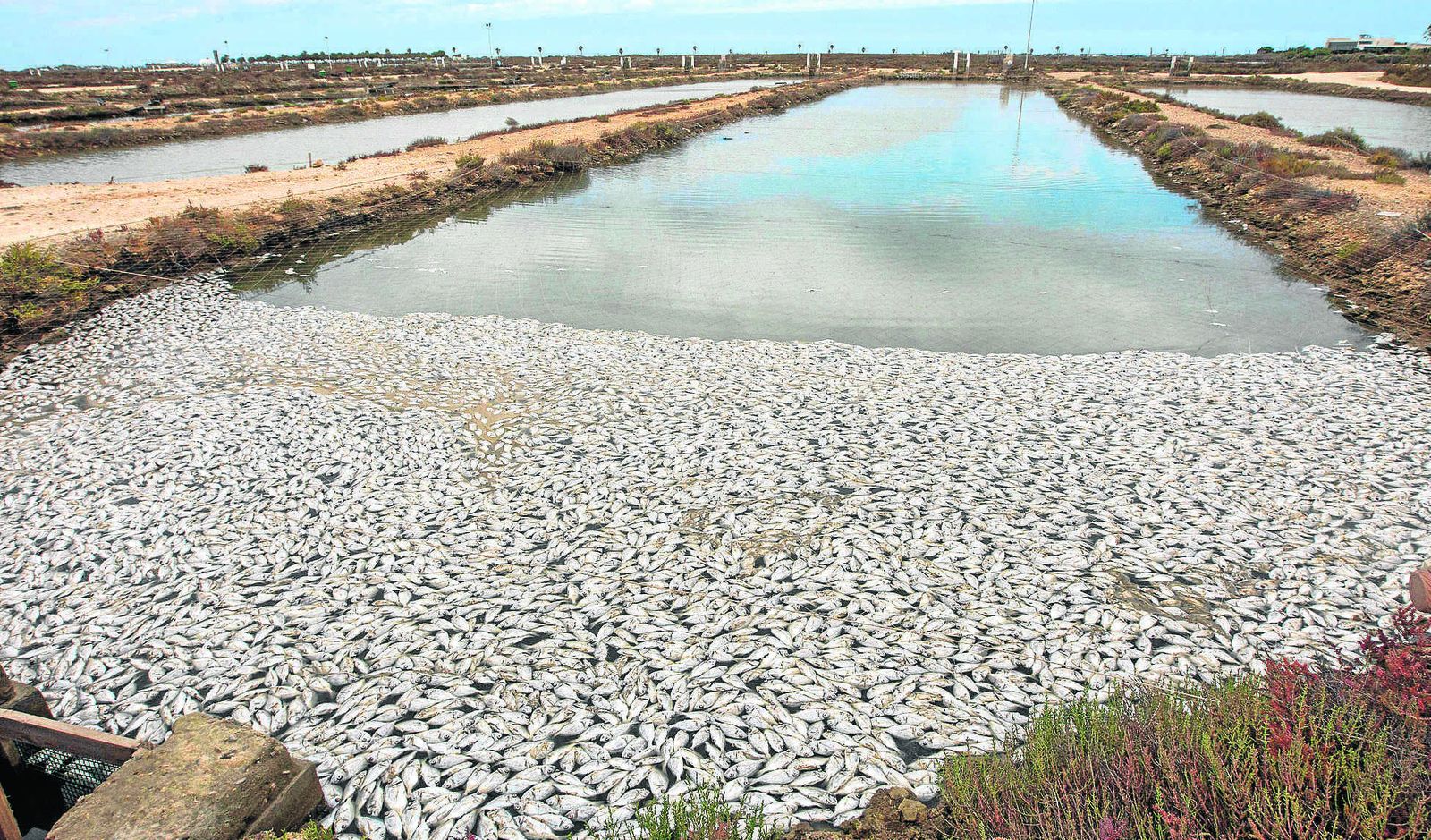 Miles de doradas muertas, ayer en una de las balsas de la piscifactoría ubicada en terrenos de la antigua salina La Leocadia, en San Fernando.