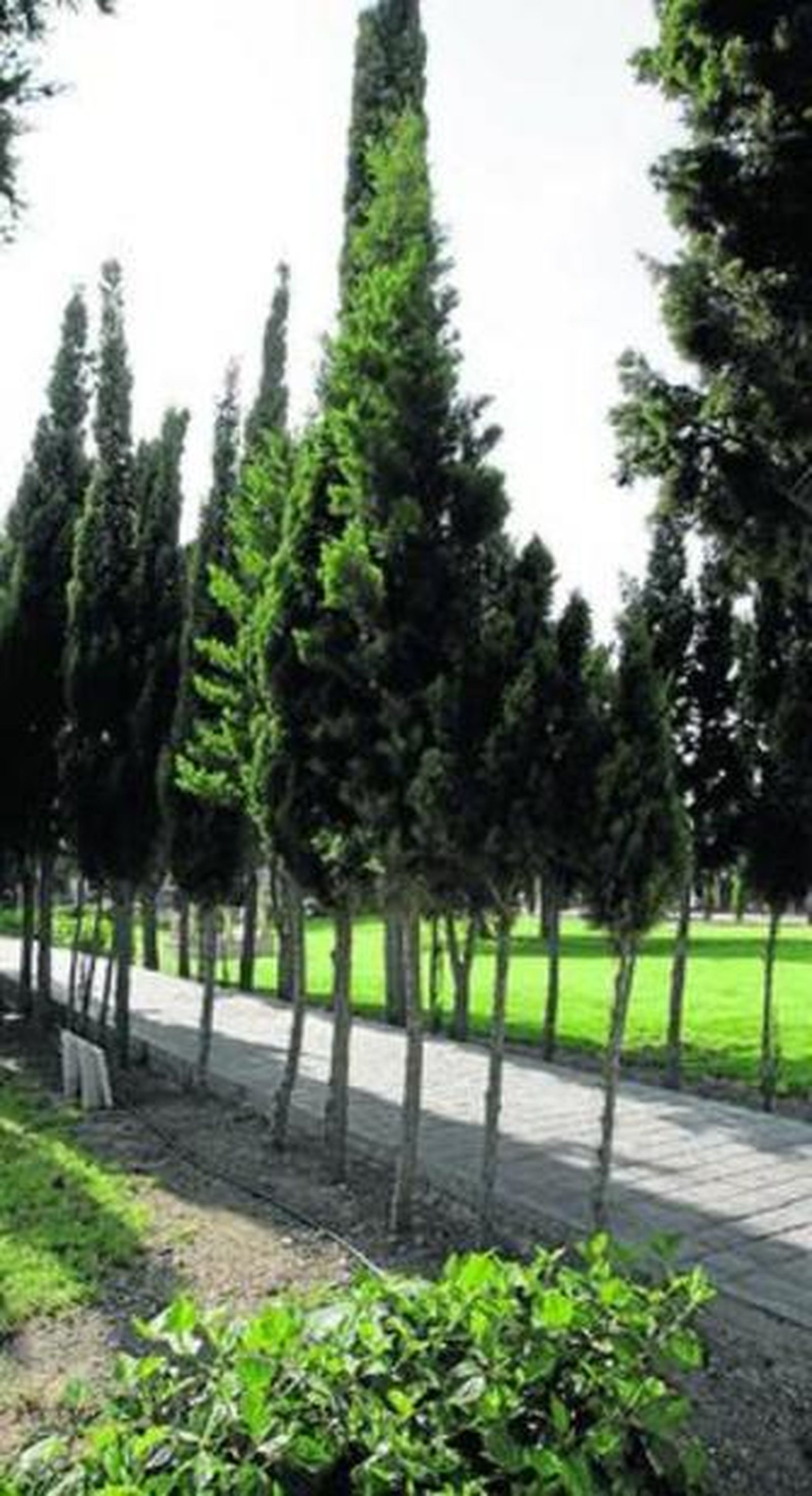 Uno de los rincones del Cementerio de San José en la capital.