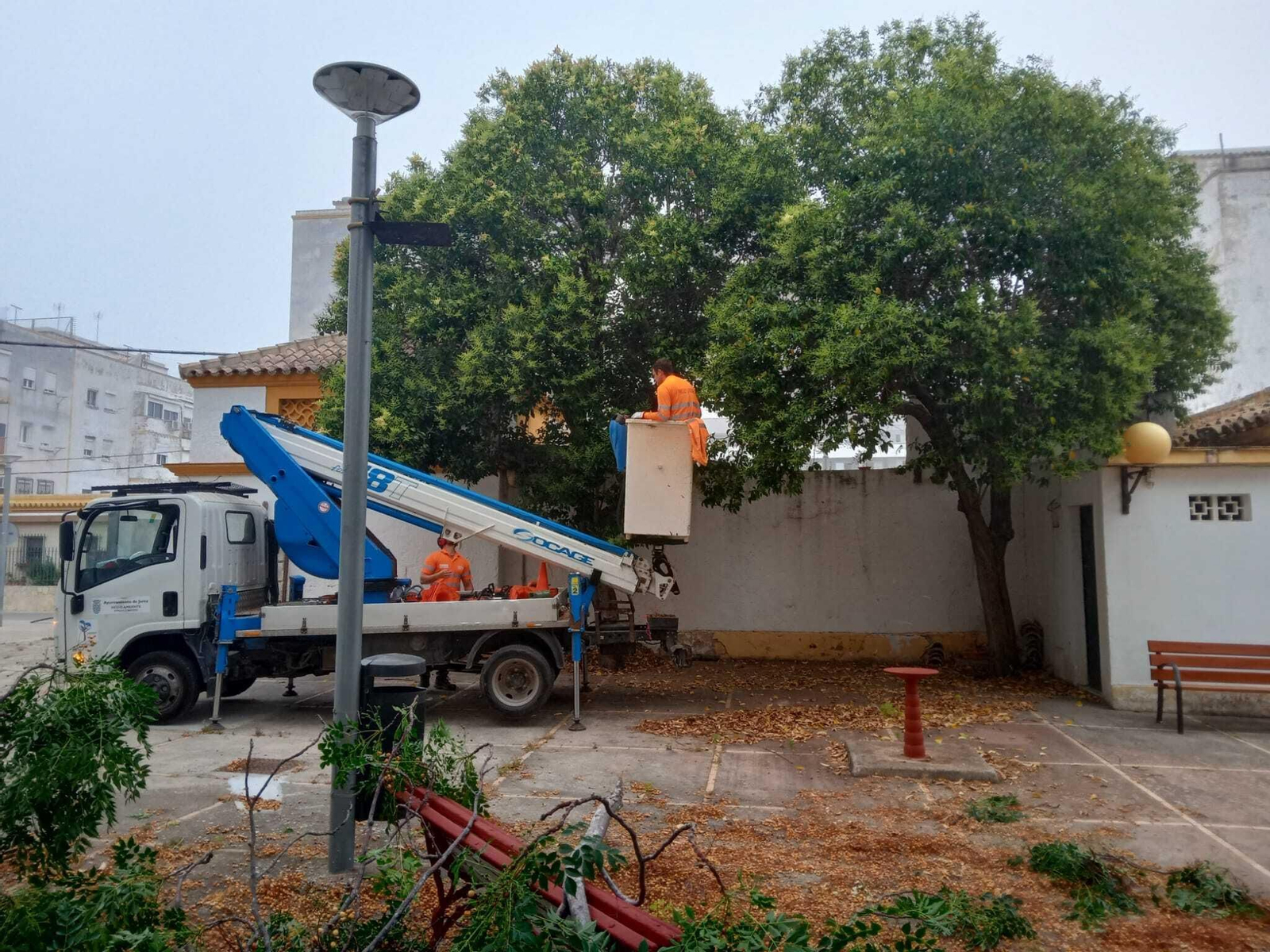 Dos de los árboles en los que se ha actuado desde Medio Ambiente.
