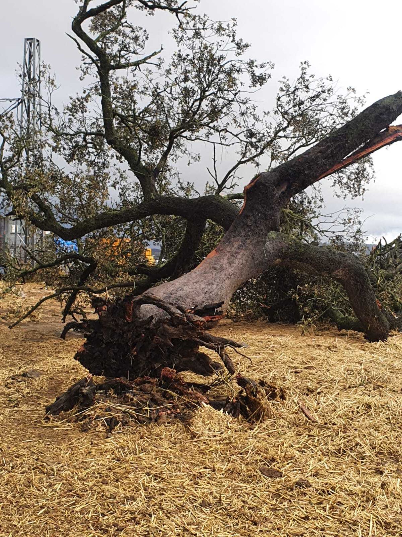 Imágenes de los destrozos provocados por un tornado en Villanueva de los Castillejos