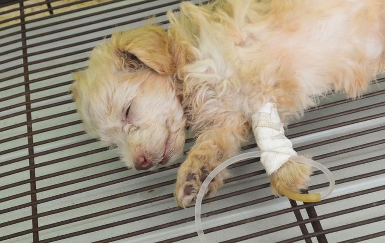 Esta es la enfermedad que puede ser mortal para los cachorros de perro y los síntomas para identificarla