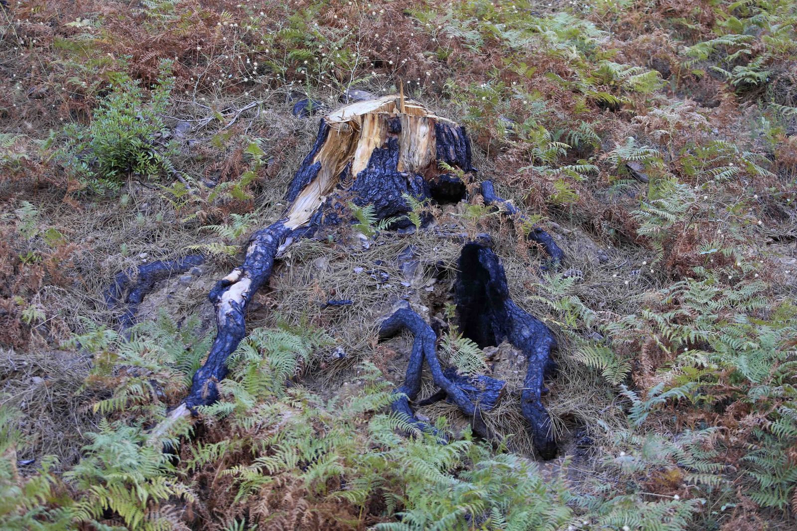 Un año del gran incendio de Sierra Bermeja, en fotos.