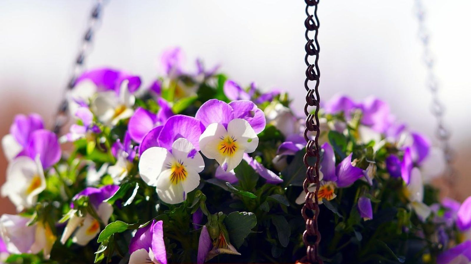 Violas en el interior de una maceta