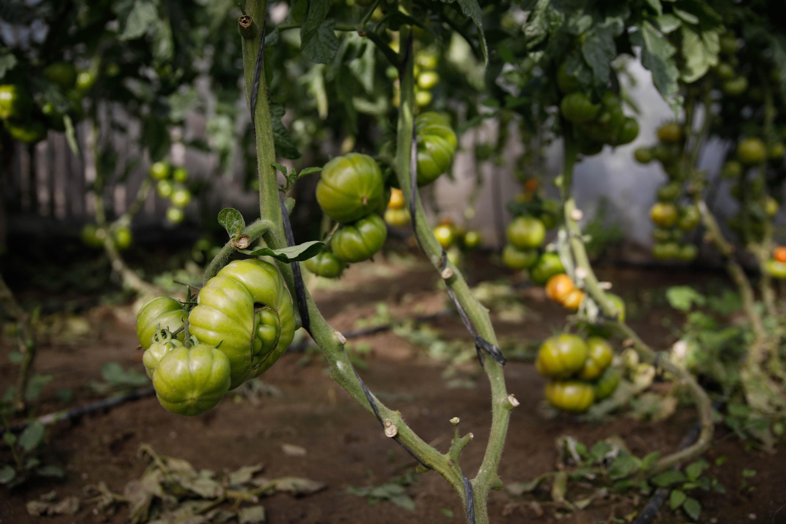 Imágenes del huerto urbano de La Cañada