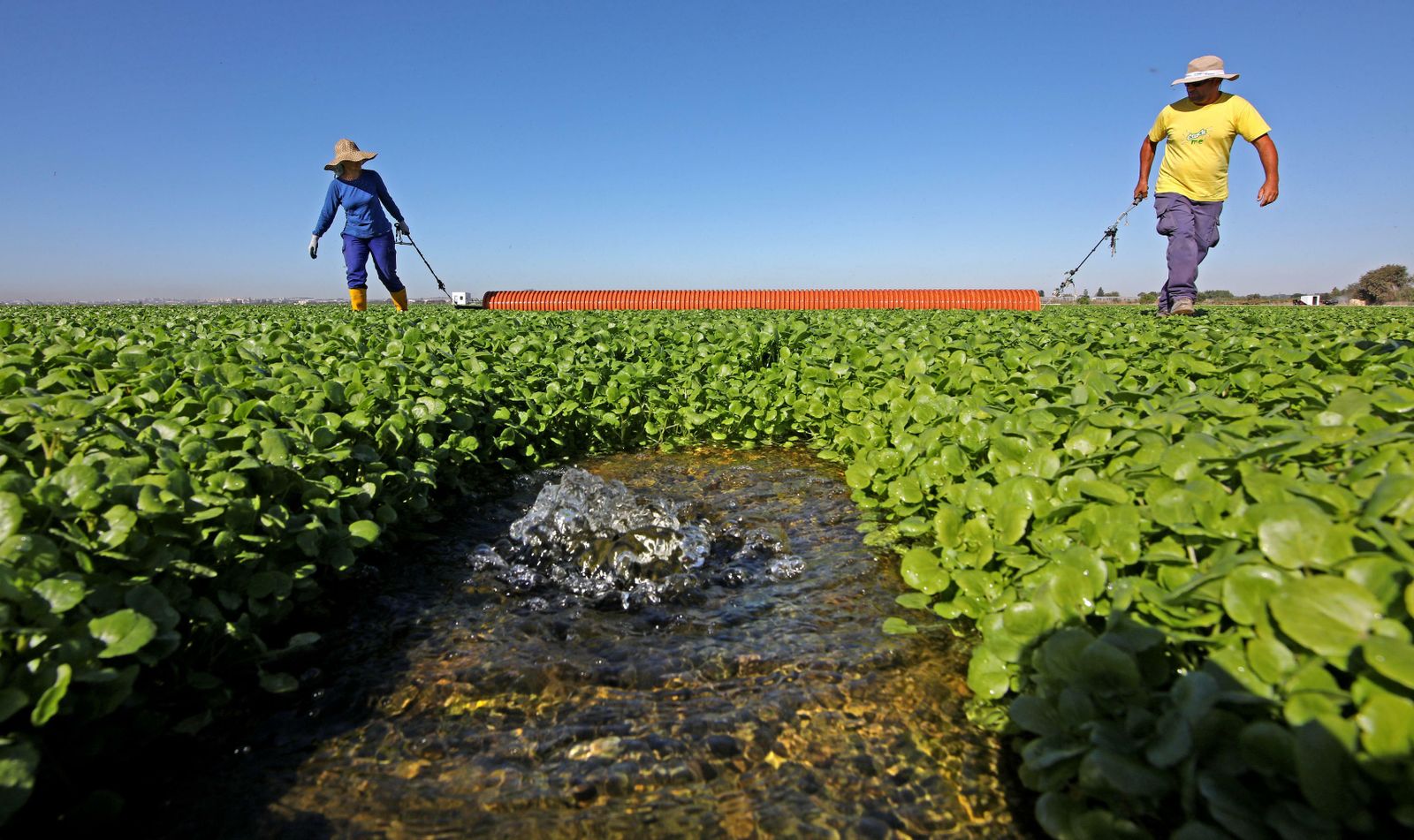 Trabajadores de Royalcress en la finca Rocío de Nueva Jarilla, la mayor de Europa dedicada al cultivo del berro de agua.