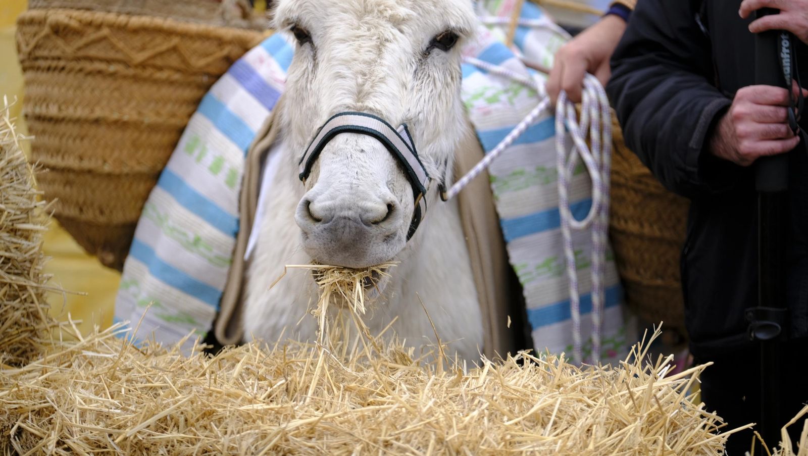 El Auto de los Reyes Magos de Los Gallardos, en imágenes