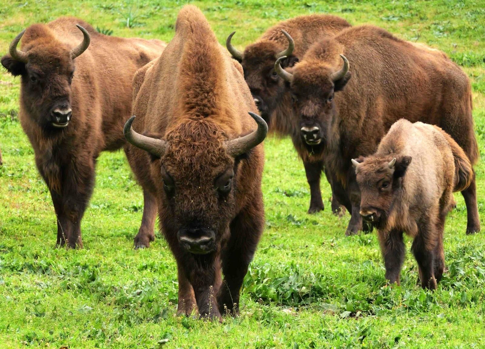 Un grupo de bisontes pasta en un prado.