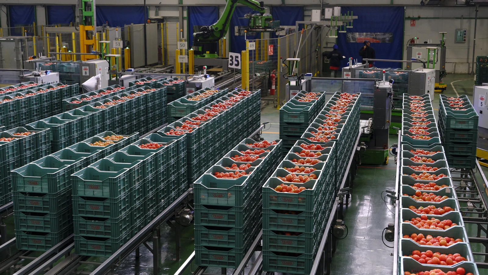 Tomates del campo almeriense para los lineales de los supermercados, en imágenes