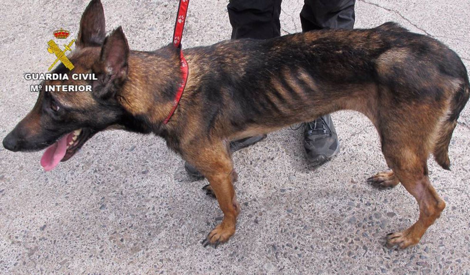 Investigan a un hombre por maltrato animal tras el rescate de una perra de un agujero de 9 metros de profundidad