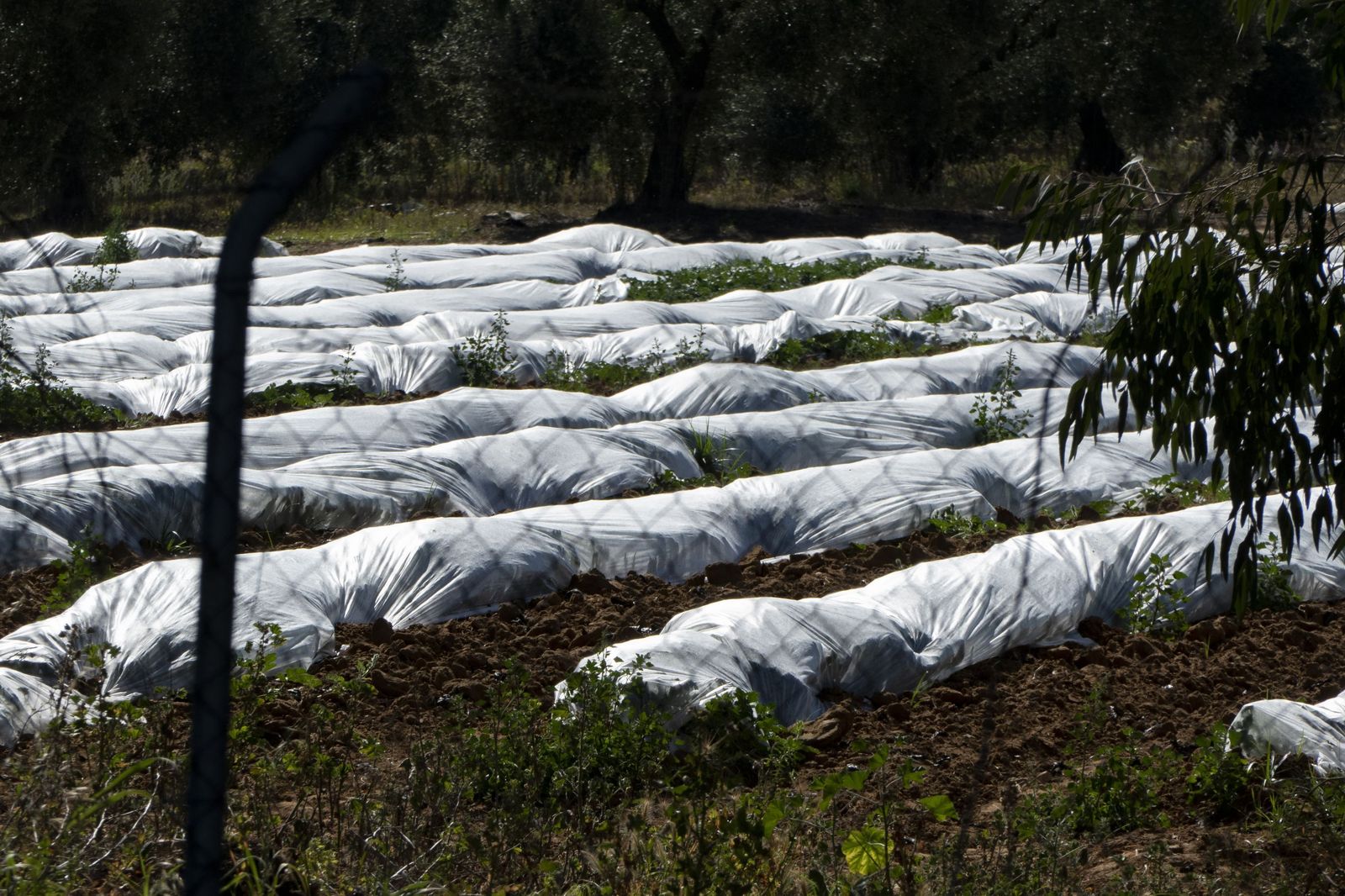 Uno de los cultivos de regadío en el entorno del Parque Nacional de Doñana.