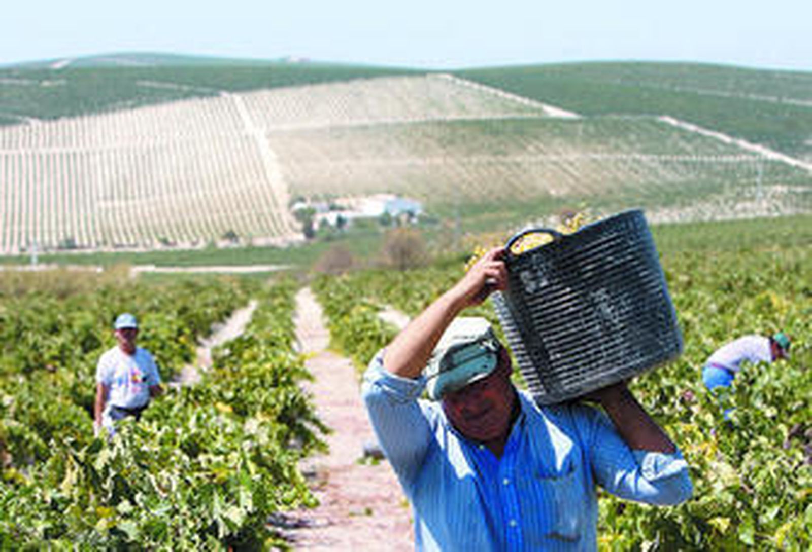 Trabajadores de la vendimia jerezana, durante la campaña del pasado año.