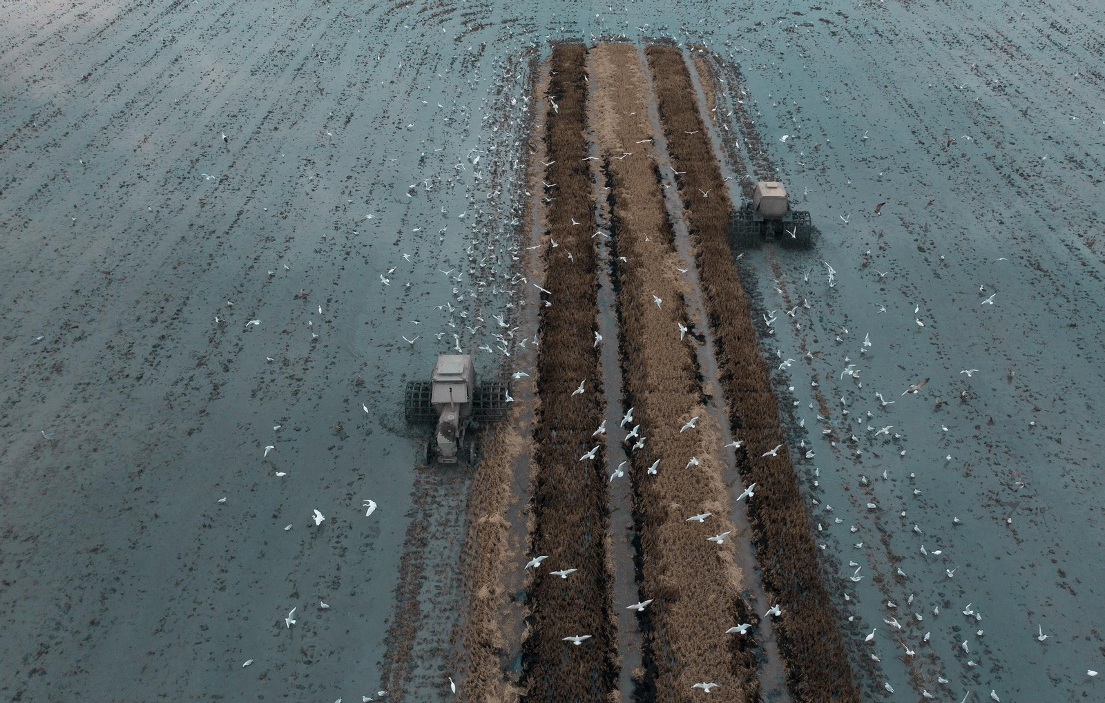 Labores después de la cosecha en las tablas de arroz de las Marismas del Guadalquivir