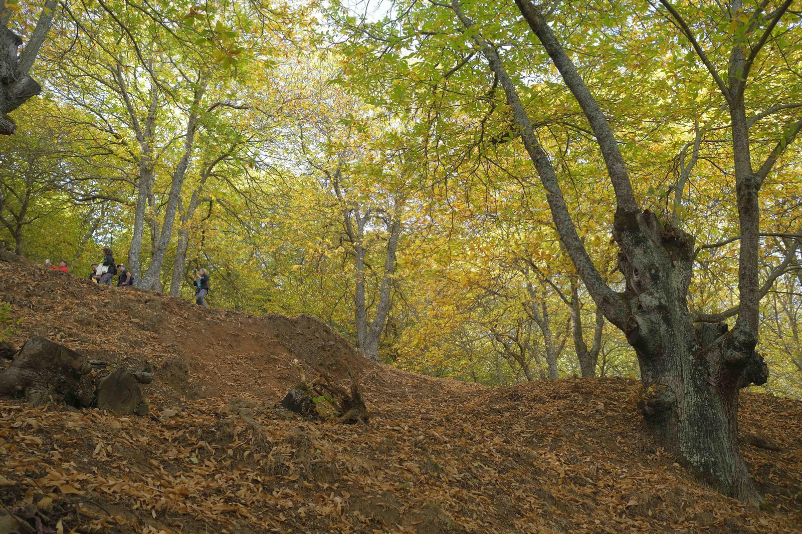 El Bosque de Cobre, en imágenes