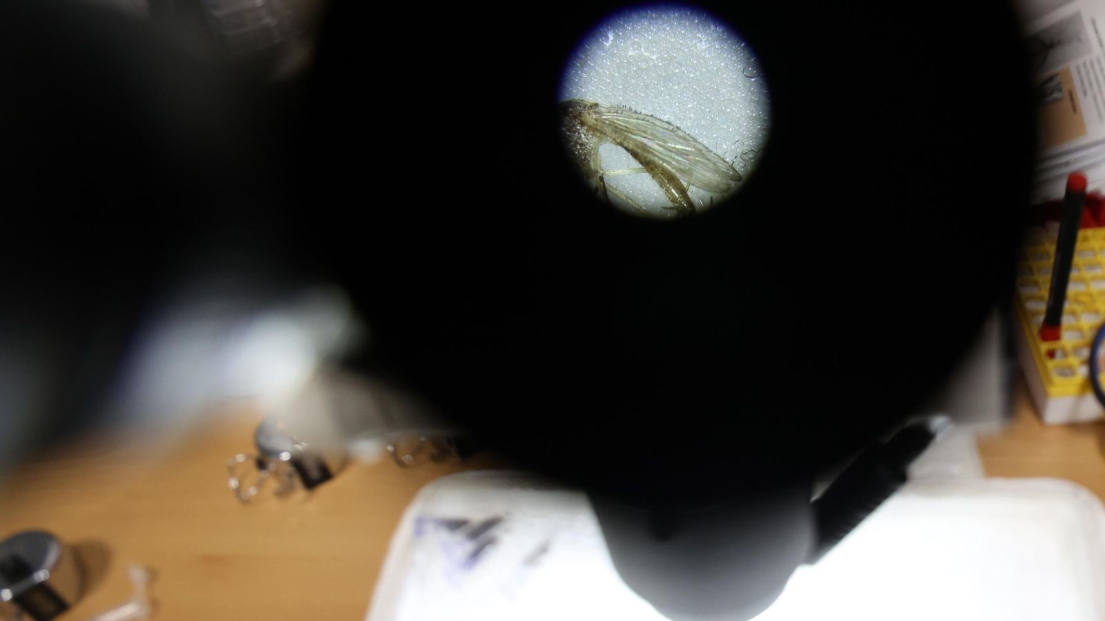 Análisis de un mosquito a través de un microscopio
