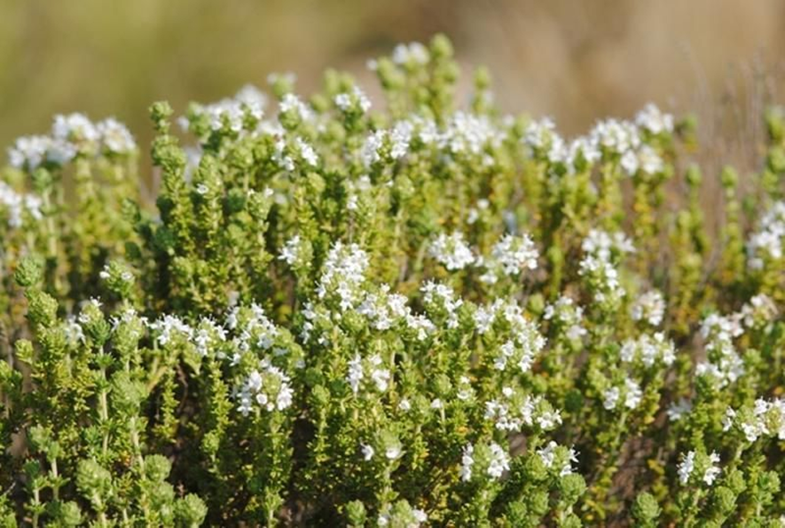 La hierba aromática quemagrasas que puedes encontrar en Huelva