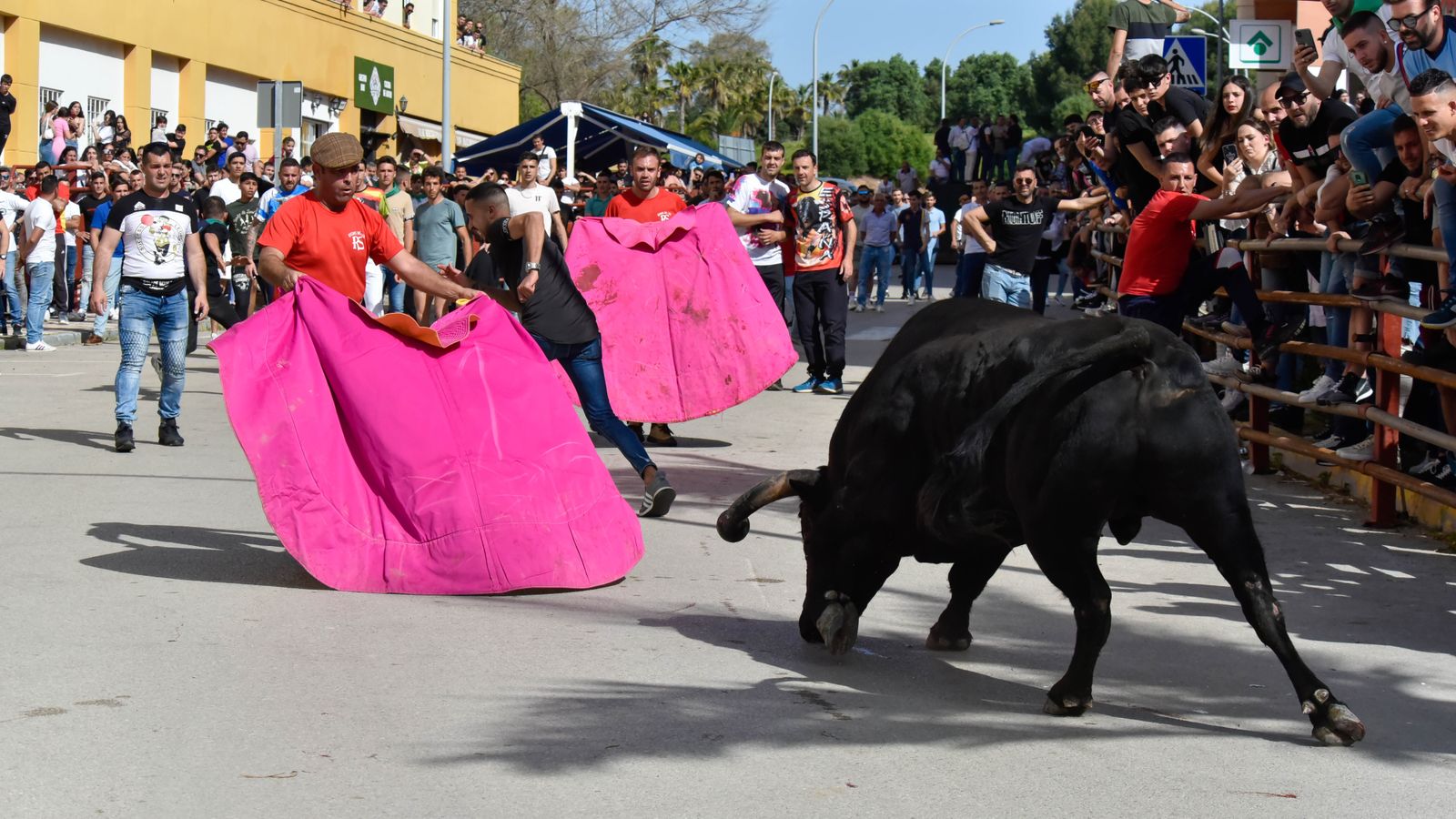 Fotos del encierro del sábado del Toro Embolao en Los Barrios