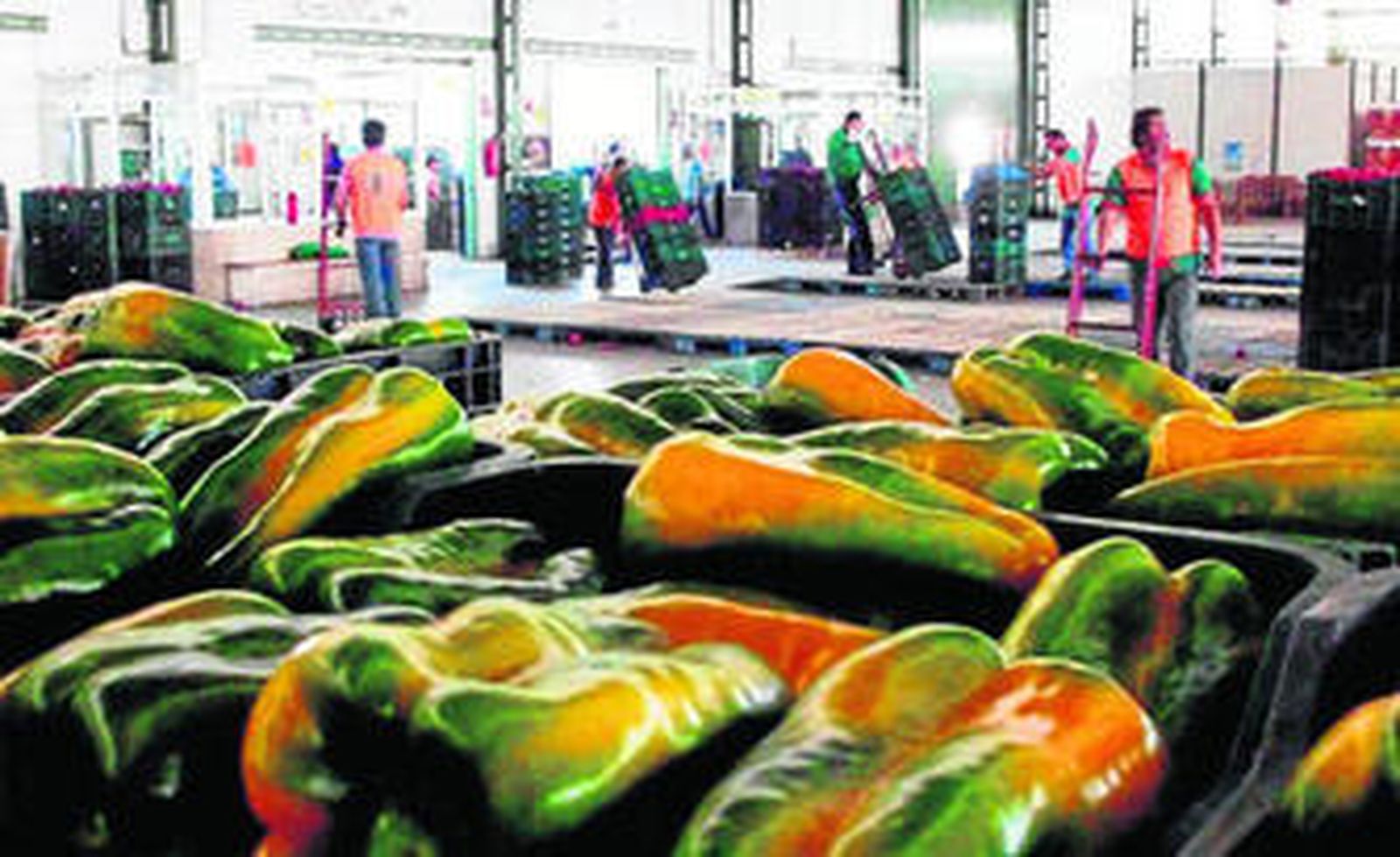 La subasta de Agrupaejido La Redonda se adecuará para dar un mejor servicio a los agricultores.