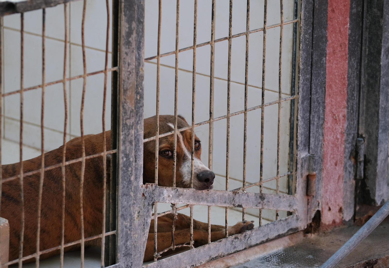 Perro abandonado en una de las jaulas del Zoosanitario.
