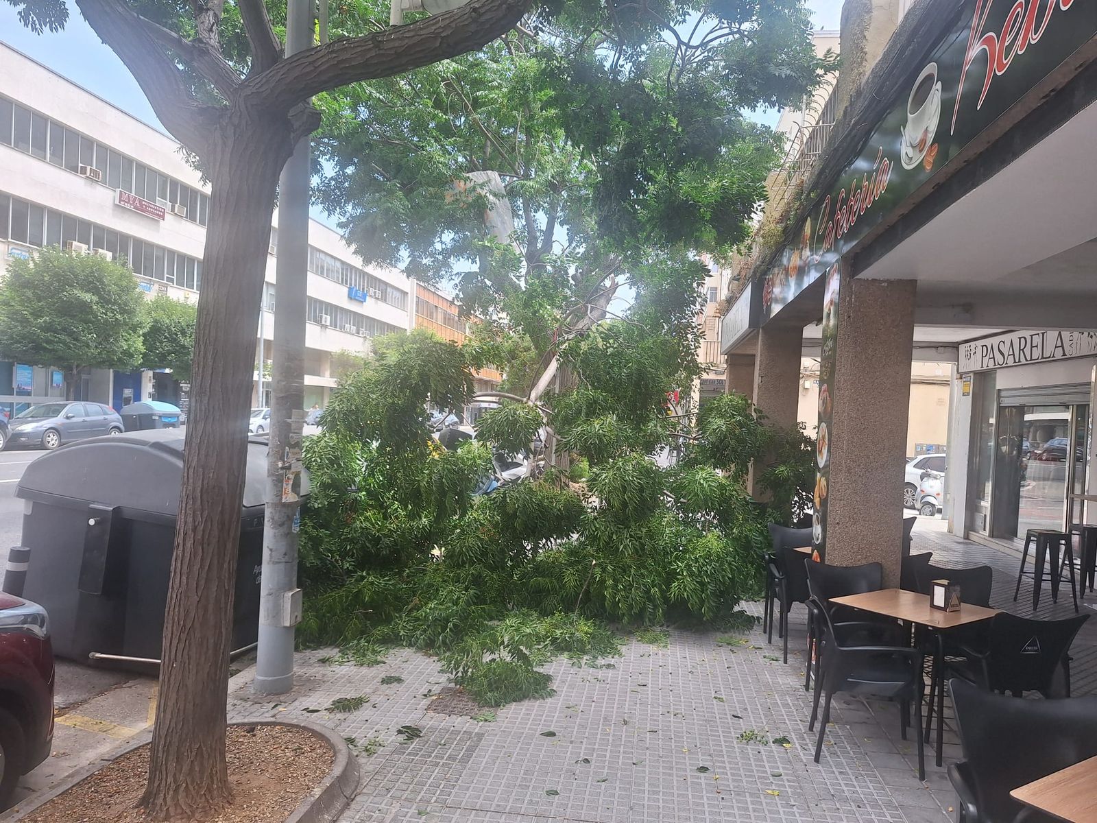 La rama enorme del árbol sobre una de las mesas del Kebab
