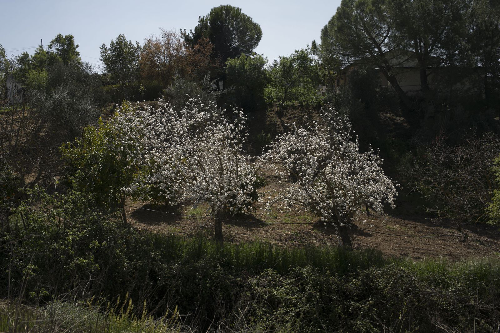 La primavera deja ver su paleta de color