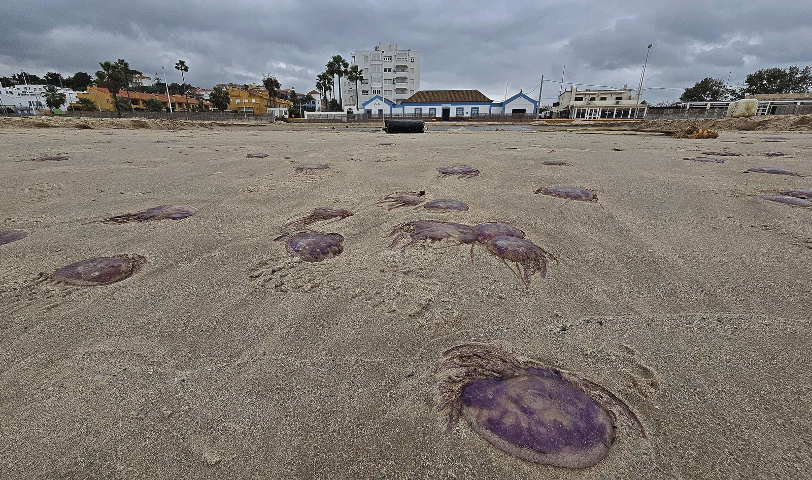Fotos de las medusas en las playas de Algeciras