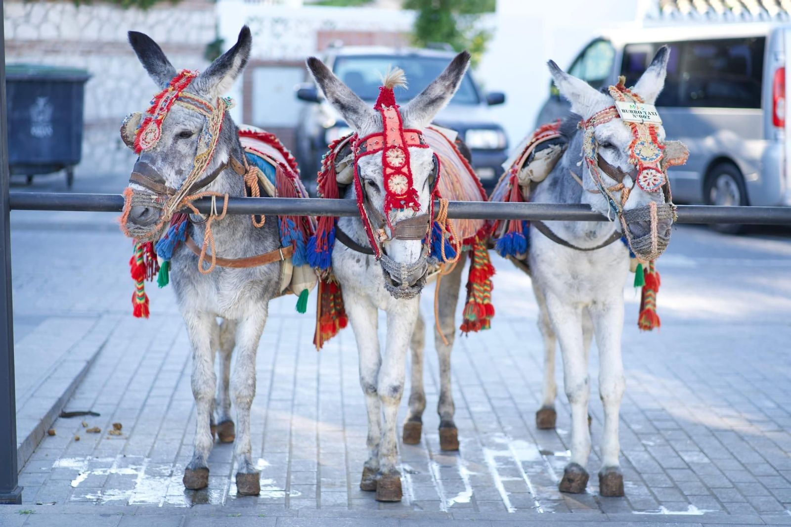 Una parada de burros-taxi en Mijas.