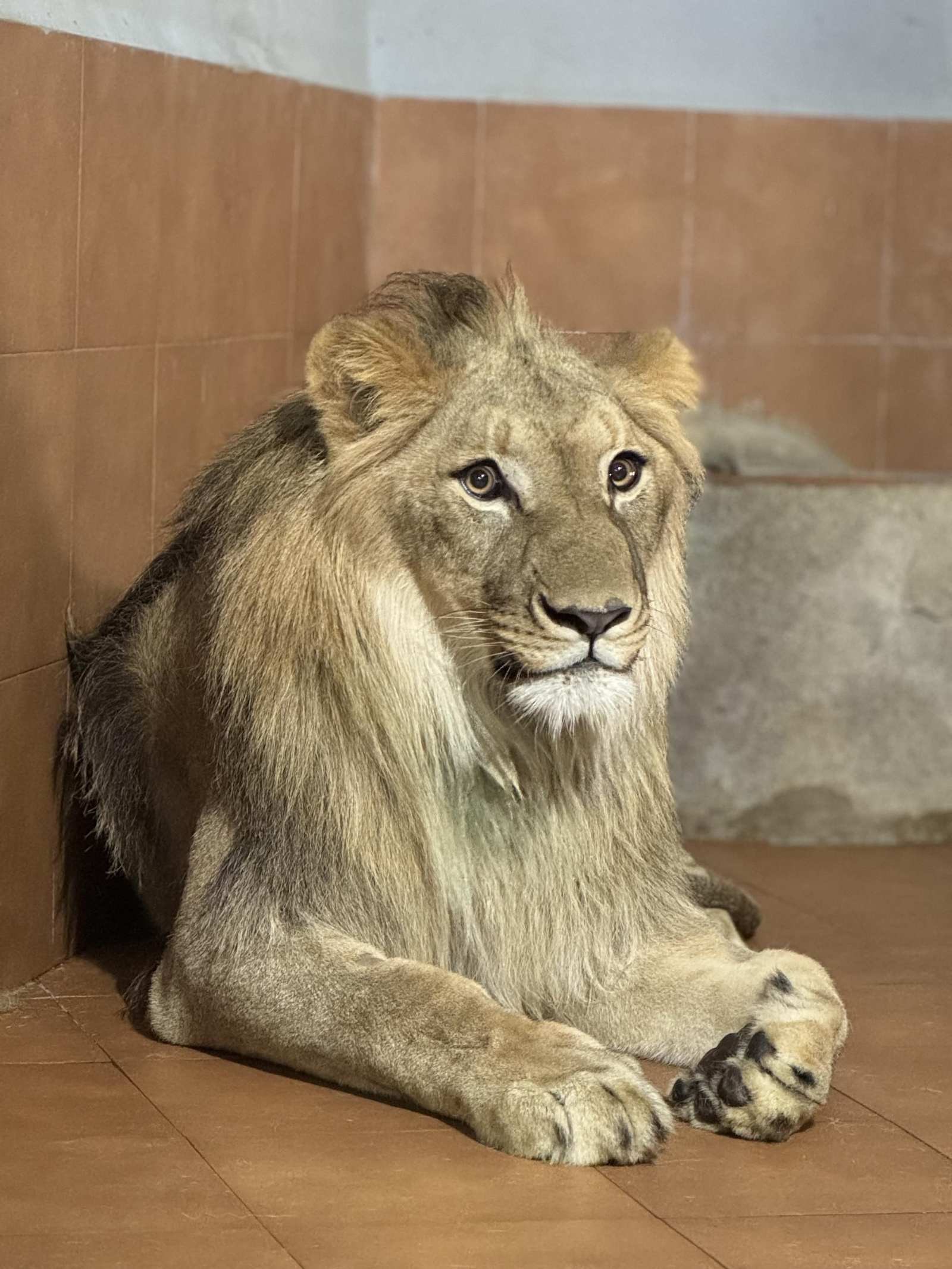 Así es Amaru, el león que ha sobrevido a una grave operación en Tabernas