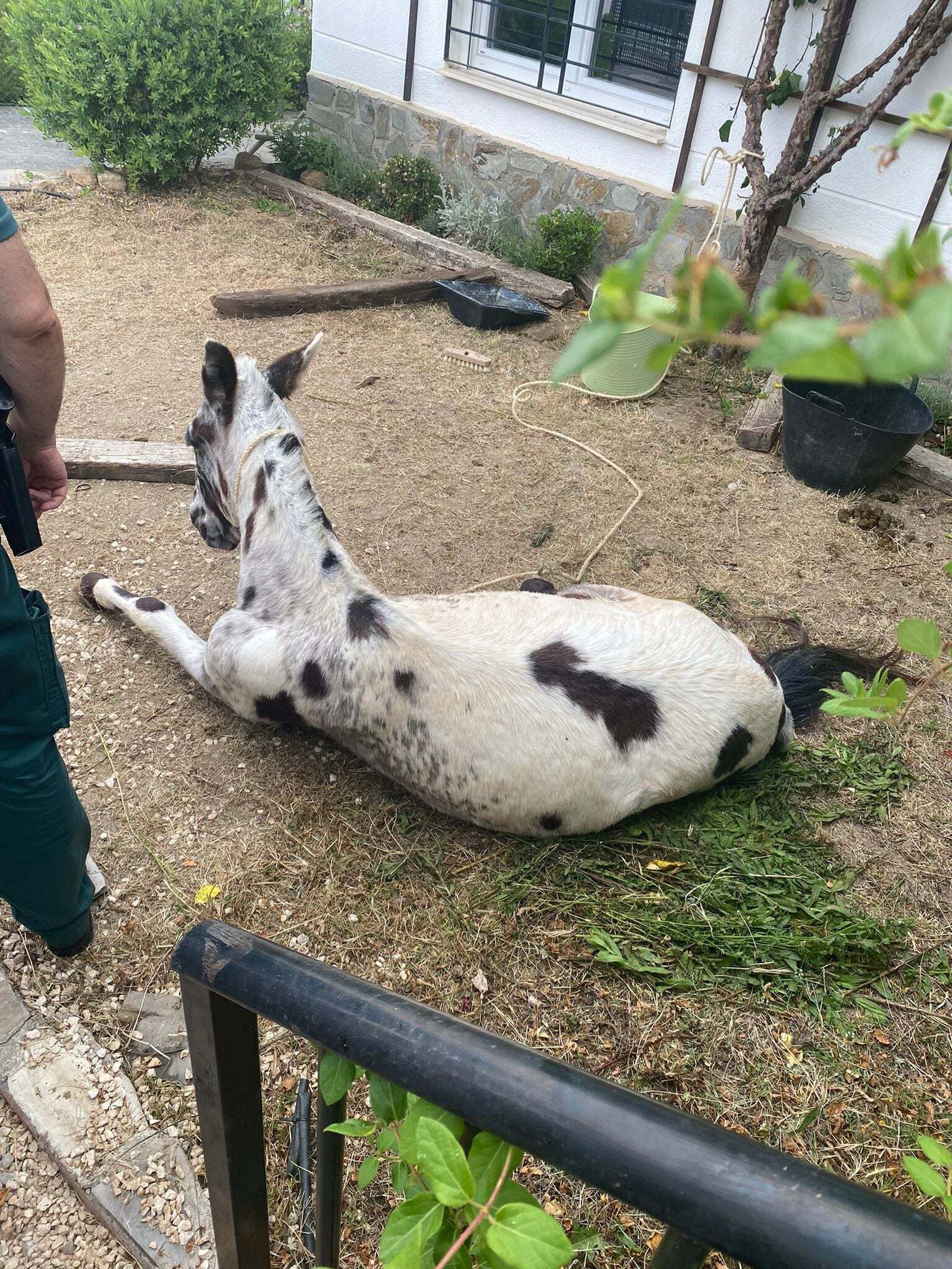 Se busca al dueño de un mulo en Nívar