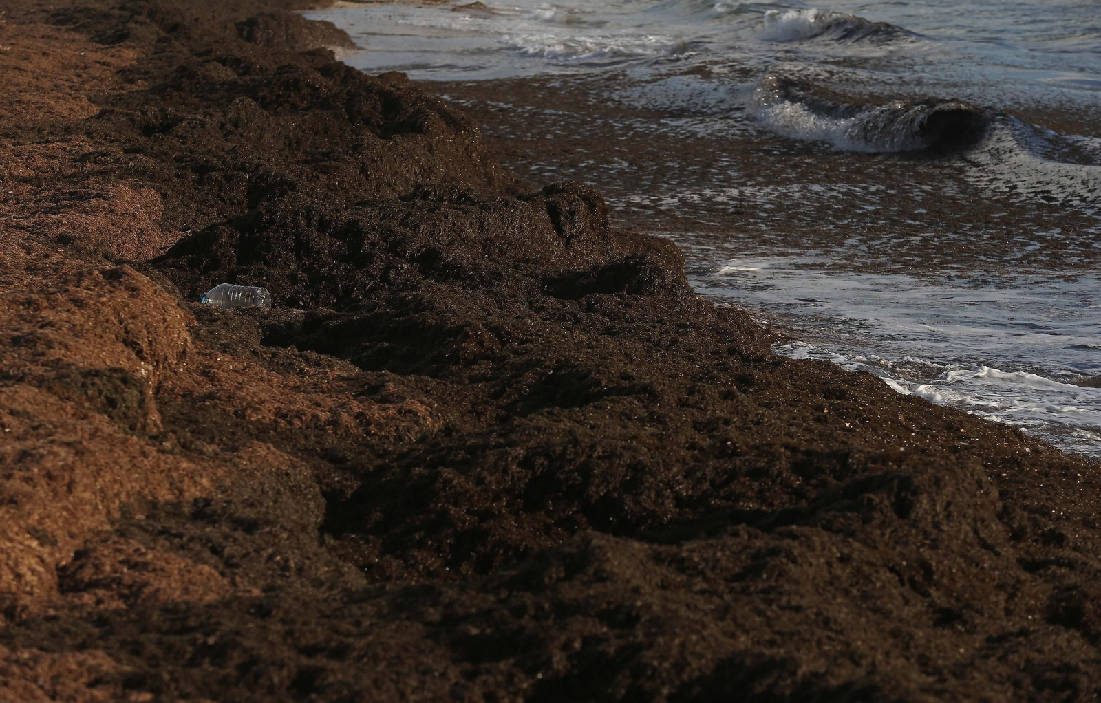 Fotos del alga invasora en la playa de Getares