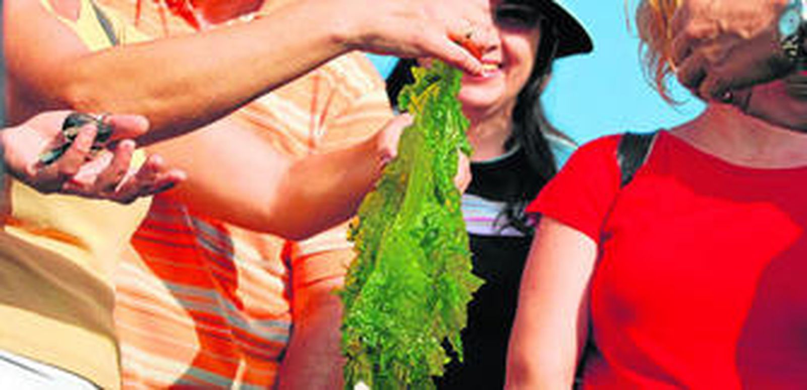 Varios participantes de la ruta recogen las algas en los esteros de la zona de La Leocadia.