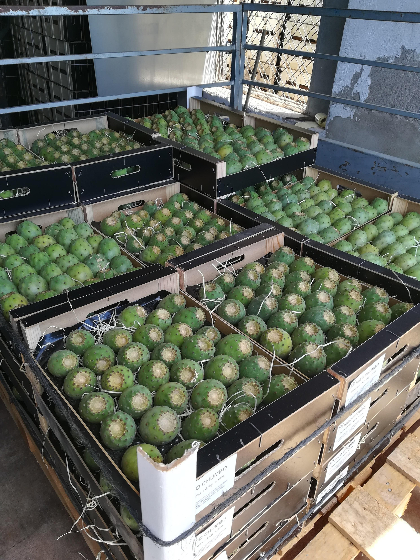 Las pencas de Almería vuelven a producir los chumbos más sabrosos