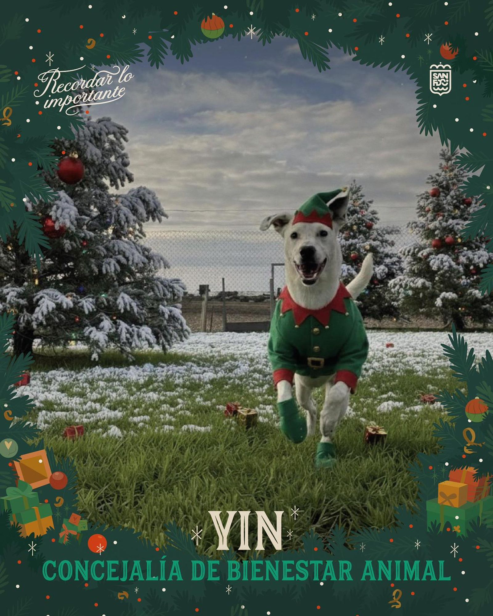 Yin, posando como un elfo de cuatro patas para la campaña.