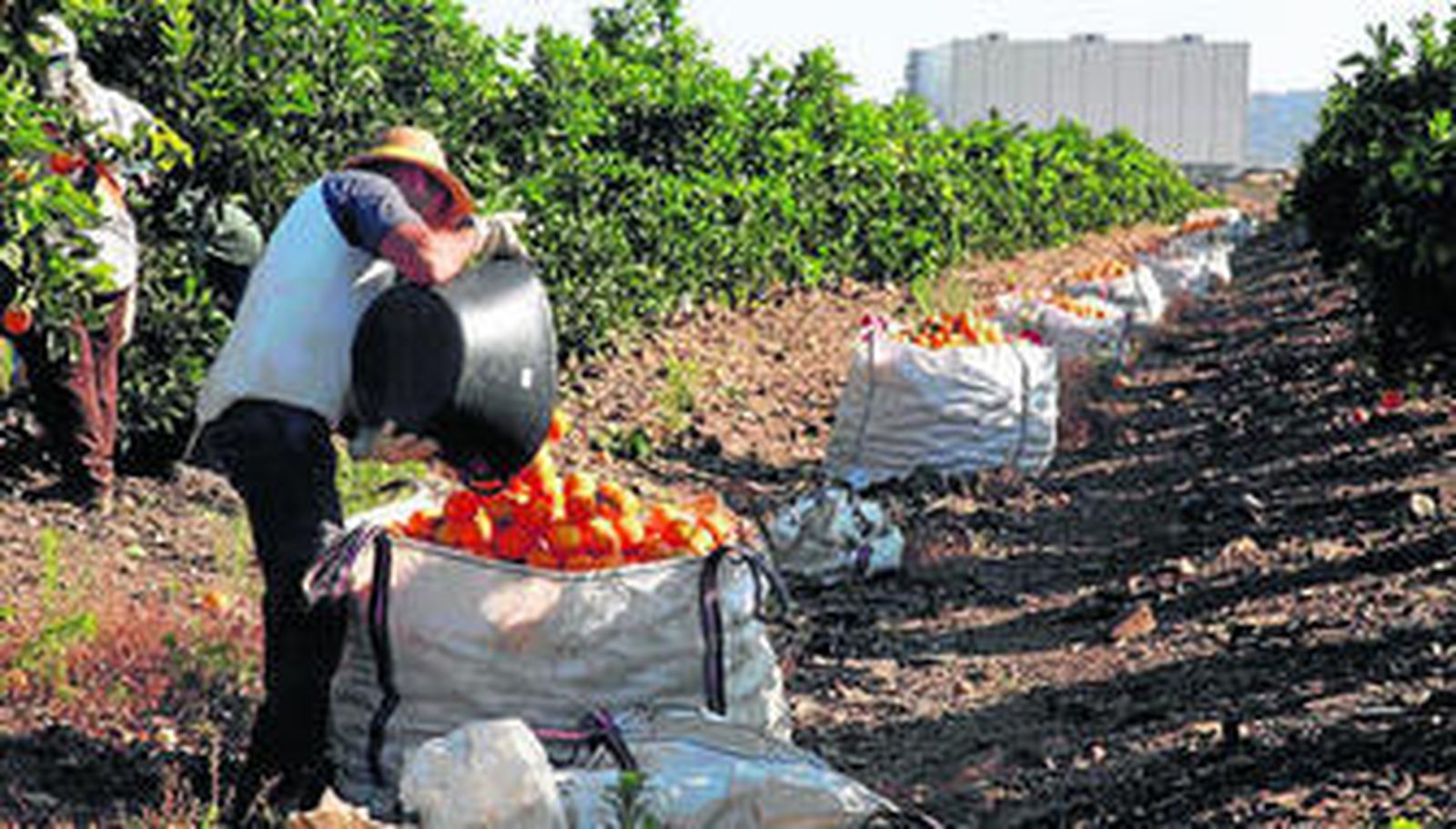 Un trabajador recoge naranjas en un campo del Andévalo.