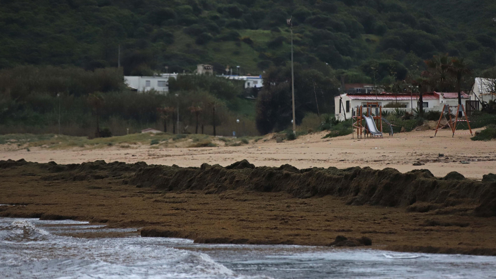 El alga invasora cubre de nuevo la playa de Getares