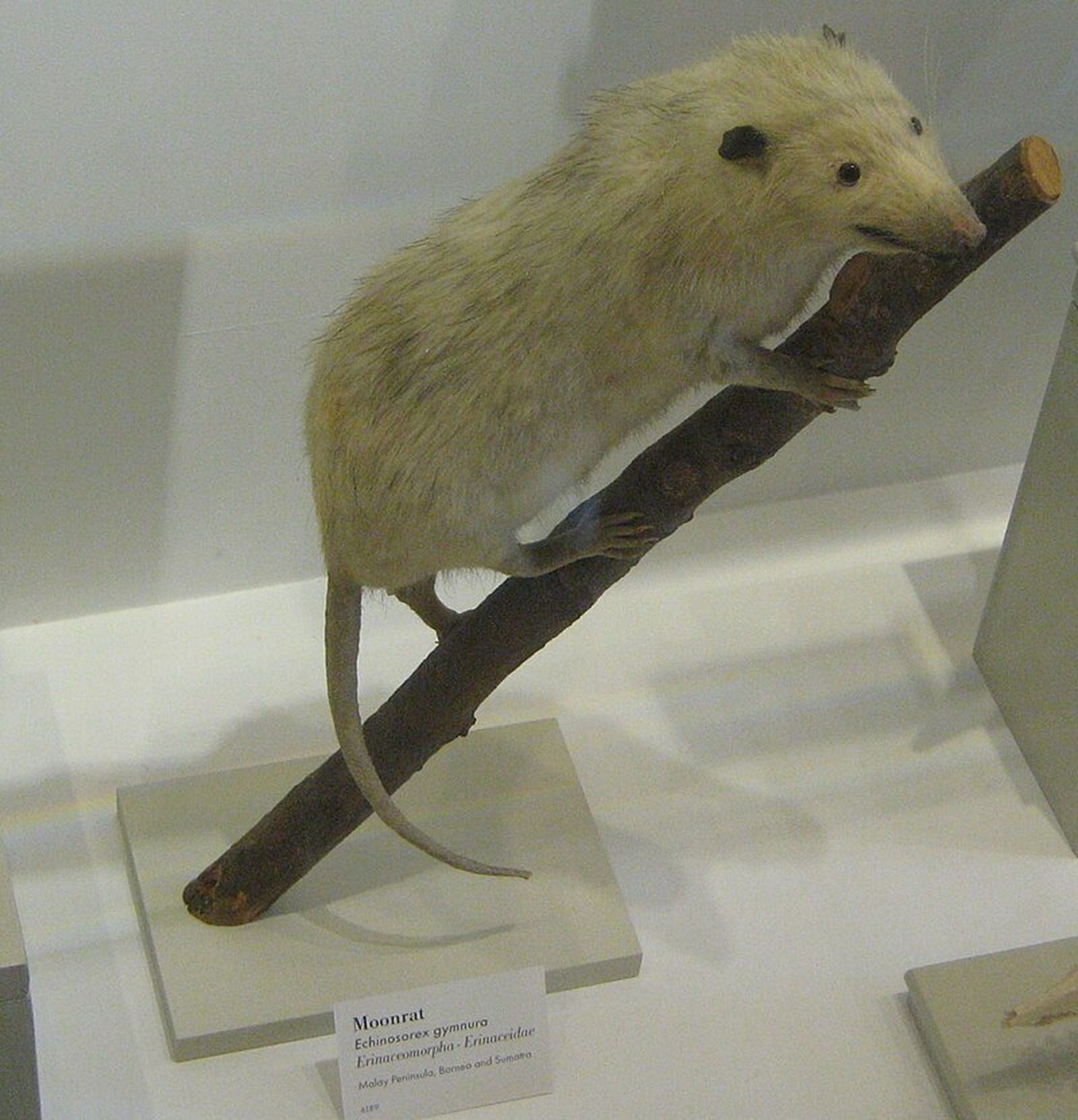 Descubren 5 nuevas especies de mamíferos de la familia de los erizos en el sudeste asiático