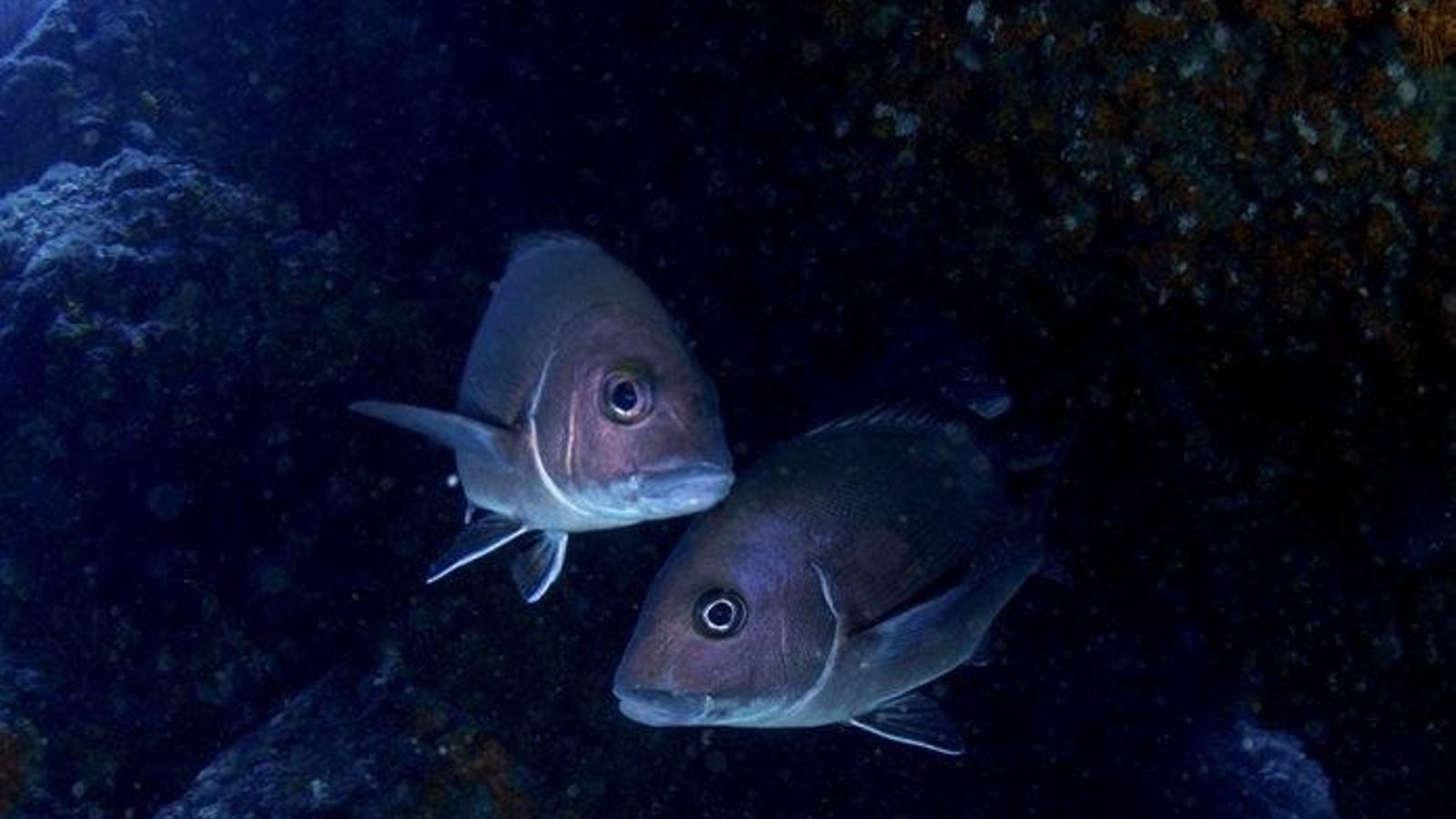 Pez burro en su hábitat