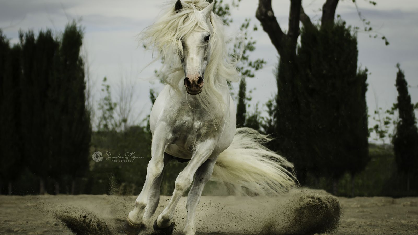 Yeguada Cartuja Hierro del Bocado