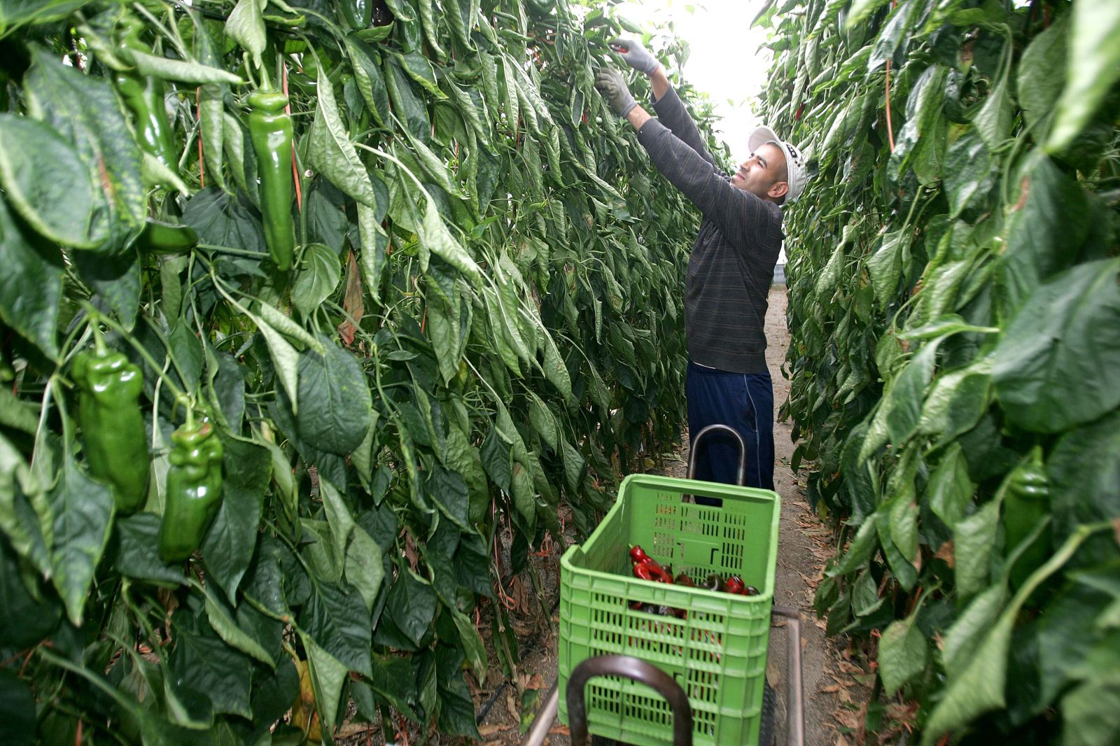 Los invernaderos contribuyen a reducir el CO2