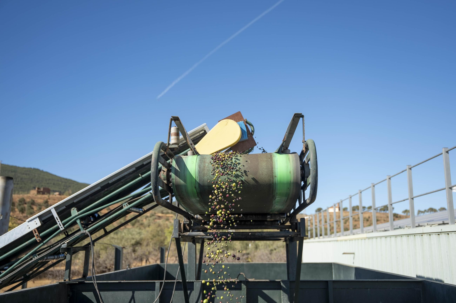 Os enseñamos como se hace el aceite en la almazara de Fiñana, en imágenes